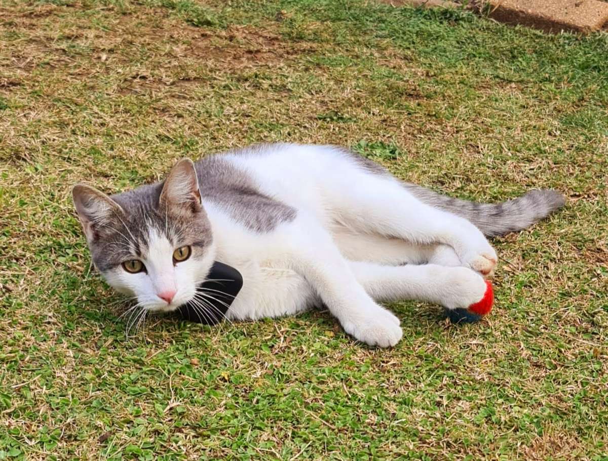 Infinity 4G GPS Pet Tracker