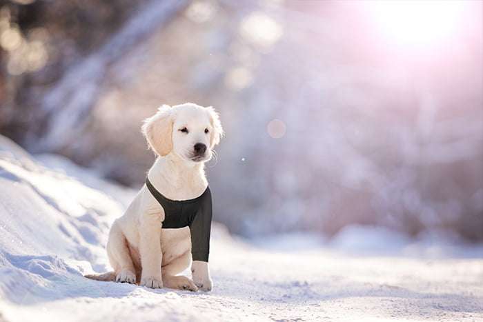 Suitical - at home Recovery Sleeve - DOG