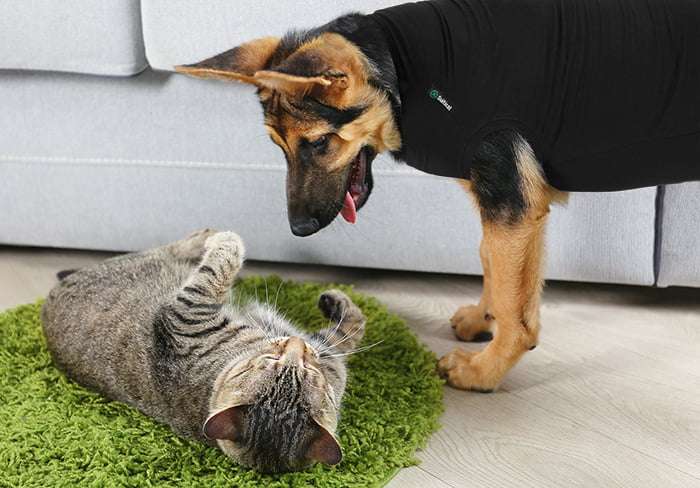 Suitical - At home Recovery Suit - DOG