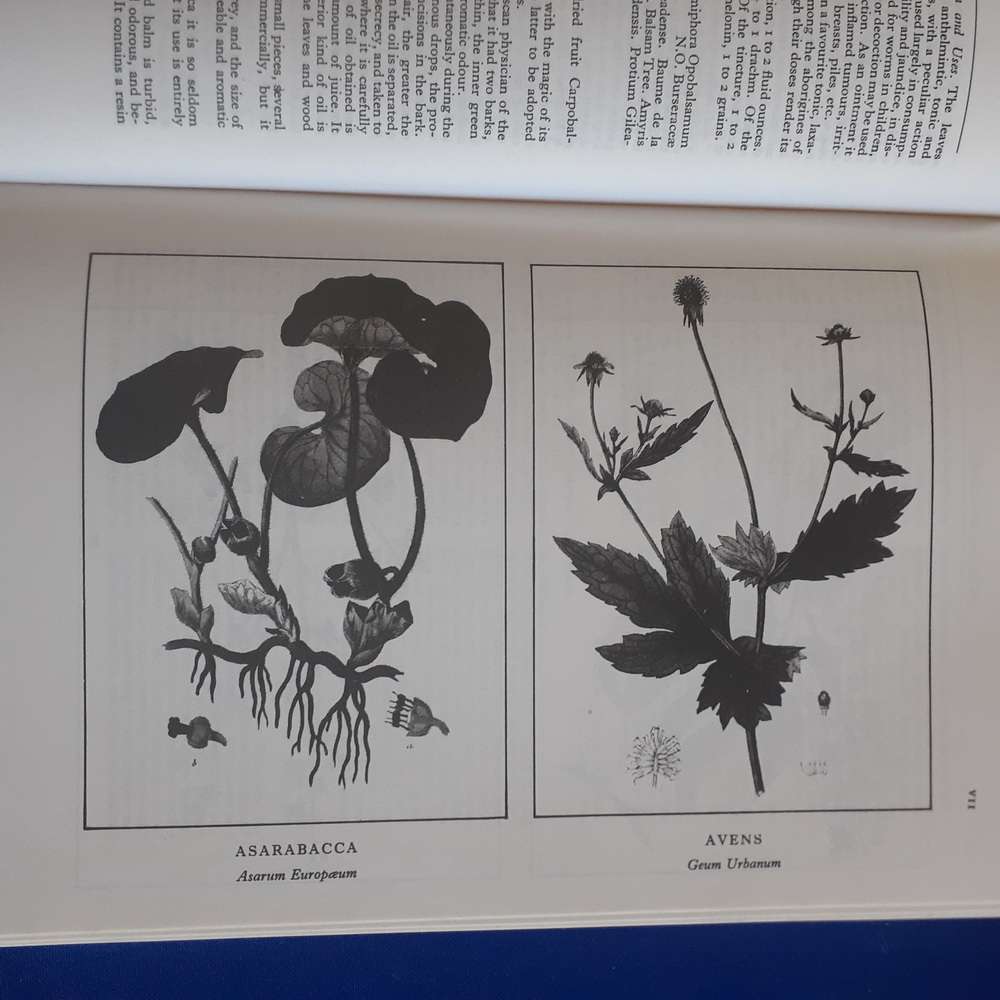 A Modern Herbal: The Medicinal, Culinary, Cosmetic, and Economic Properties etc