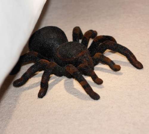 Remote Control Tarantula