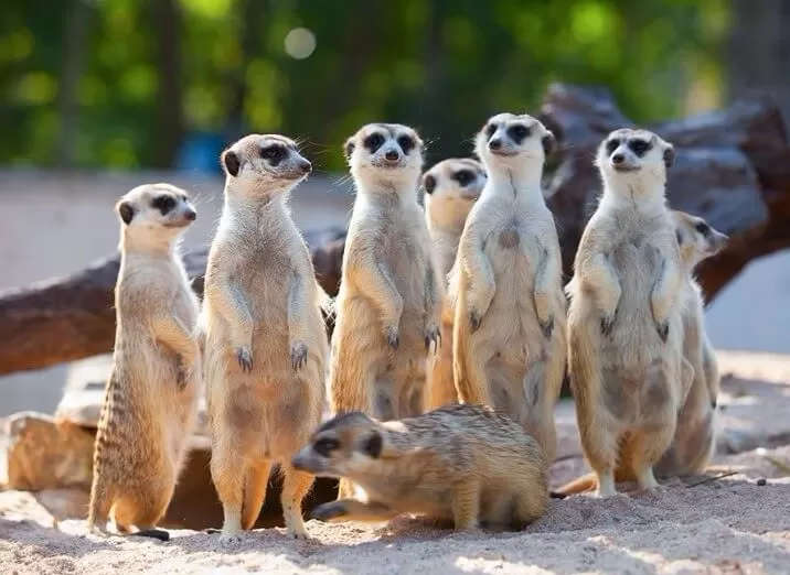 Meerkat Family