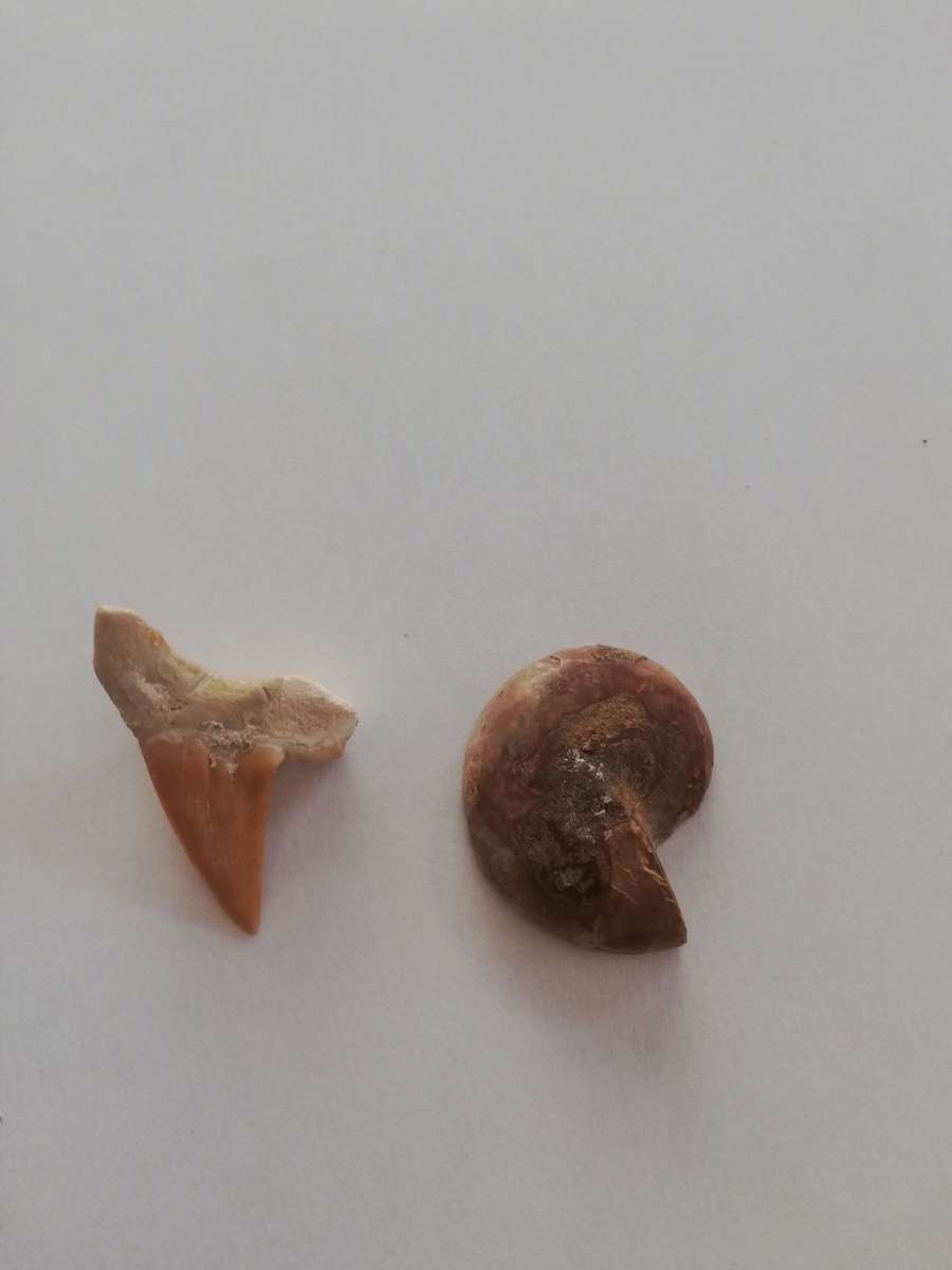 FOSSILIZED SHARK TOOTH and POLISHED AMMONITE (Half)