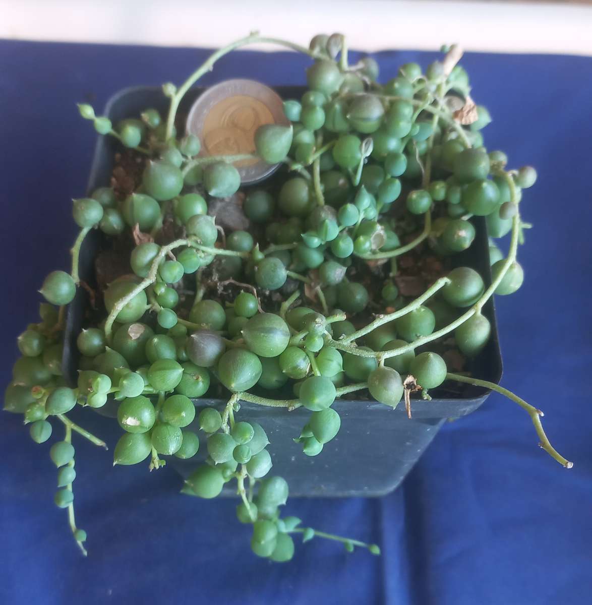 String of pearls