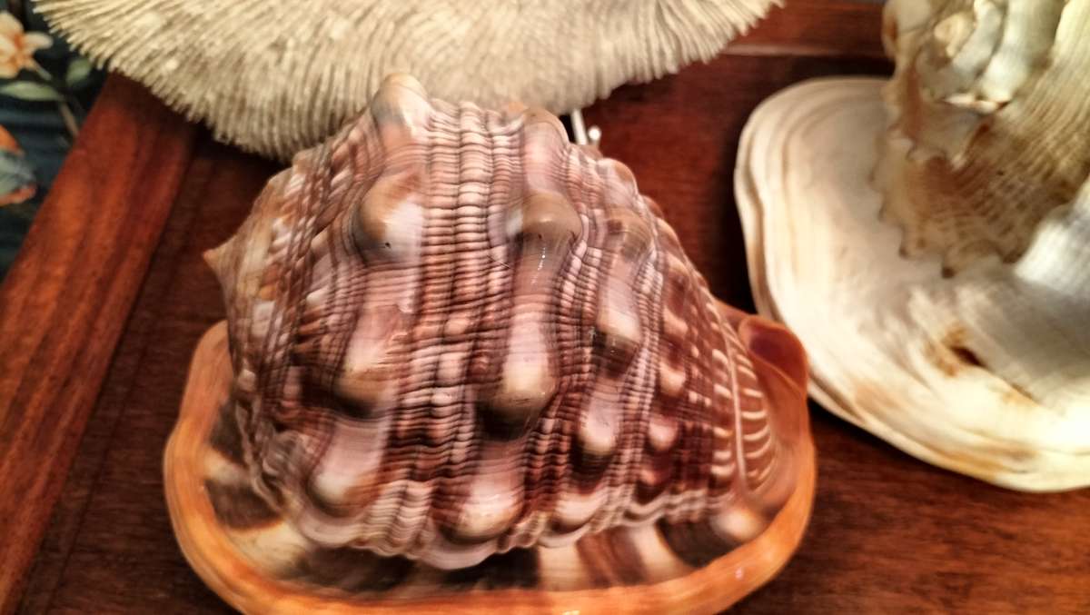 Set of 3 Coral, Large Helmut Shell & Conch Shell