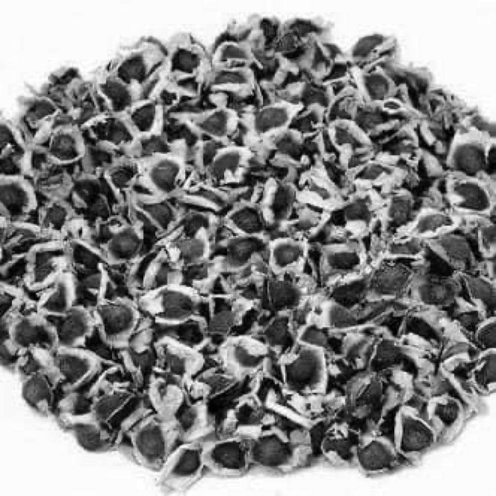 Bulk moringa seeds  , 1 kg pack