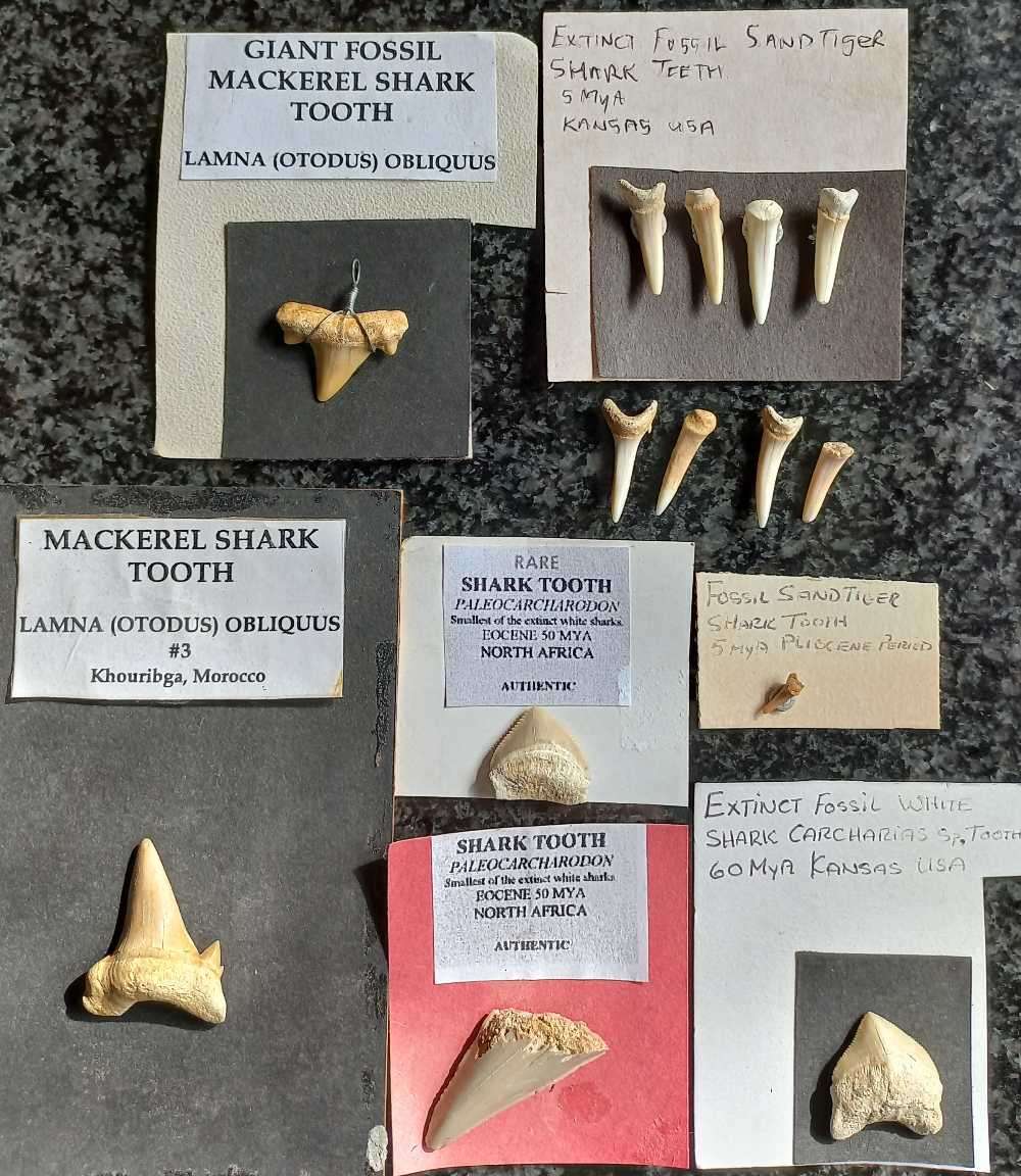 Lot of  Shark Teeth Fossils