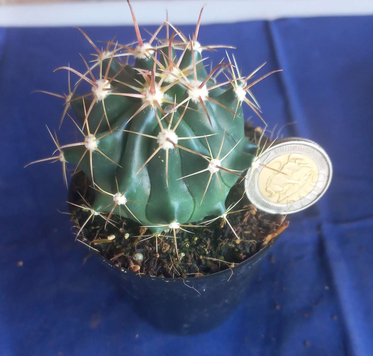 Cactus