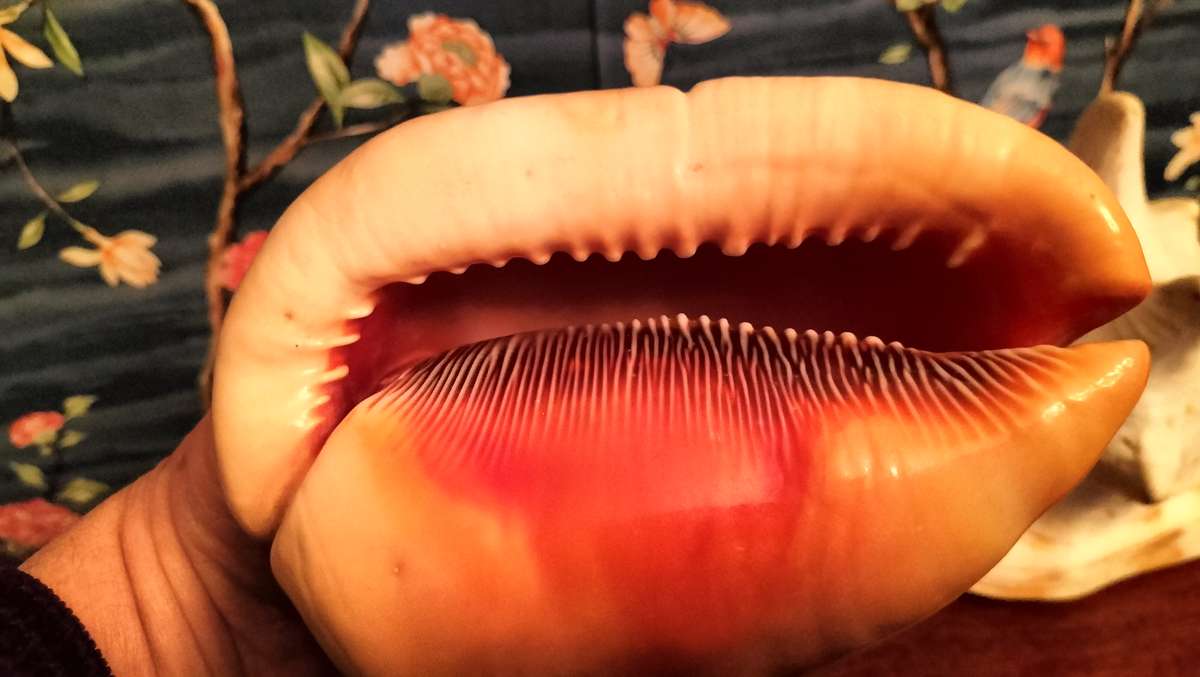 Set of 3 Coral, Large Helmut Shell & Conch Shell