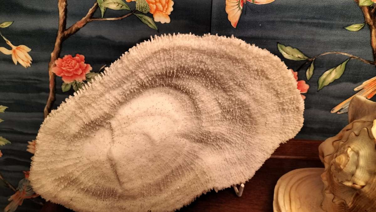 Set of 3 Coral, Large Helmut Shell & Conch Shell