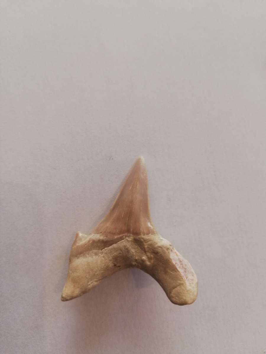 FOSSILIZED SHARK TEETH (two)