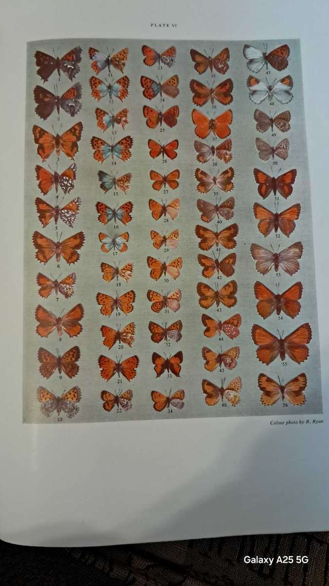 Butterflies of South Africa