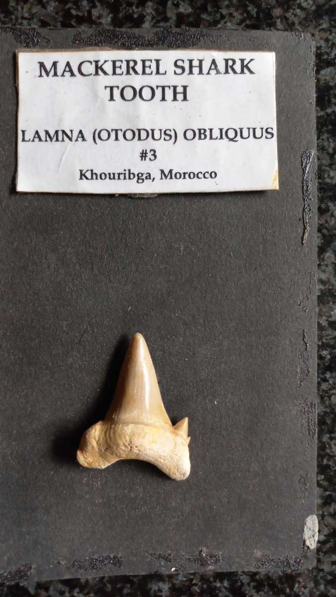 Lot of  Shark Teeth Fossils