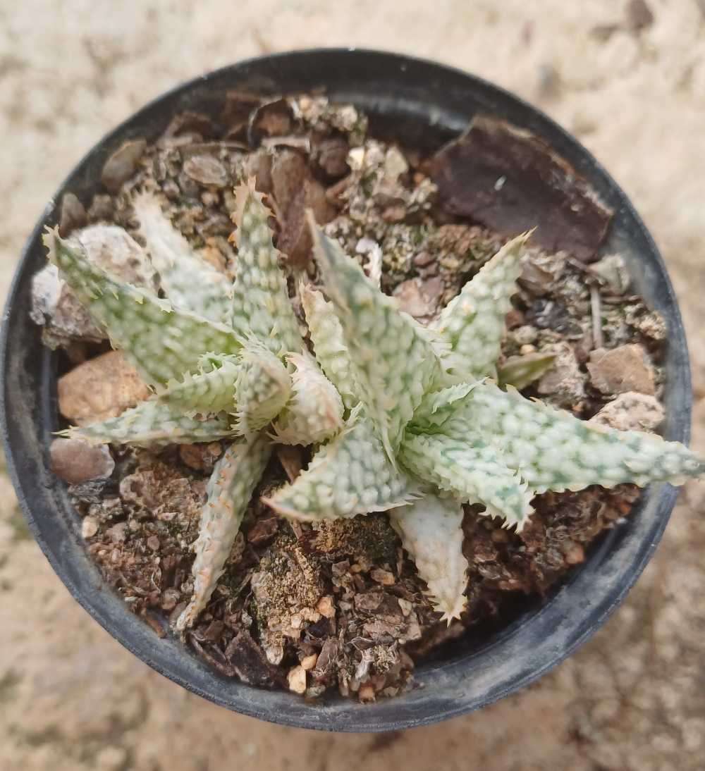 Aloe White Lightning
