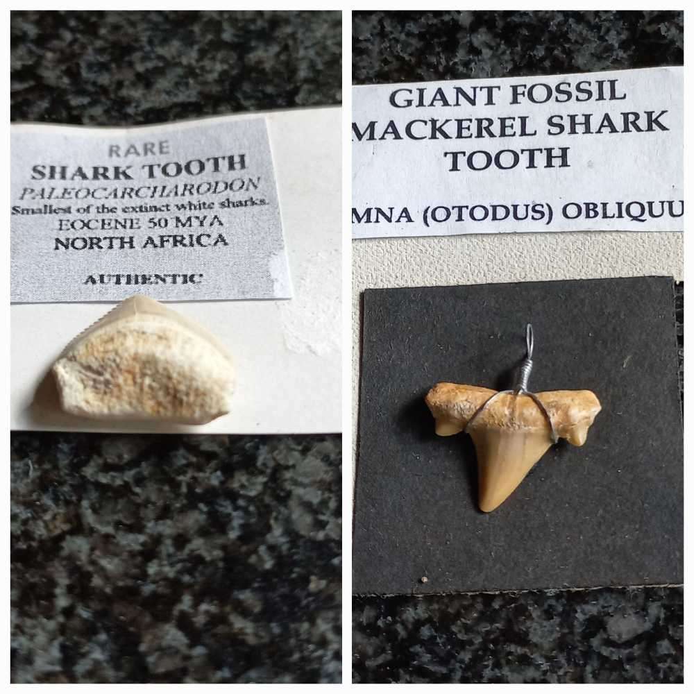 Lot of  Shark Teeth Fossils