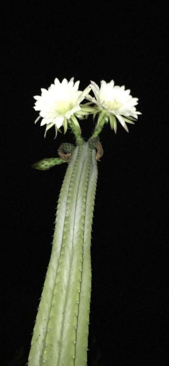 Tricocereus Cactus Seed (Tricocereus peruvianus) x (Tricocereus pachanoi) x3 COMBO DEAL!