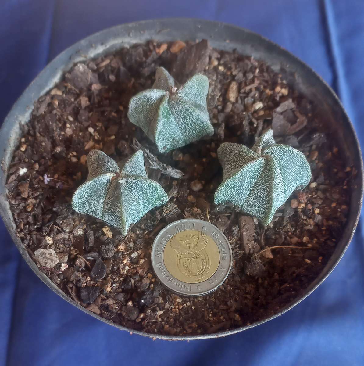 3 x Small Astrophytum Myriostigma