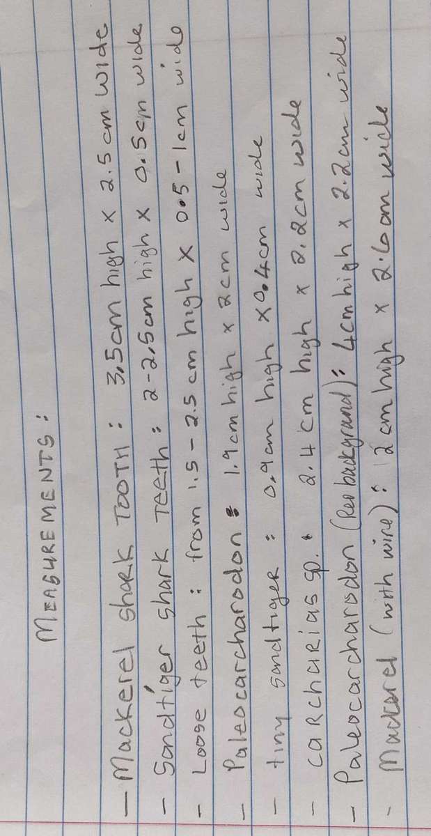 Lot of  Shark Teeth Fossils