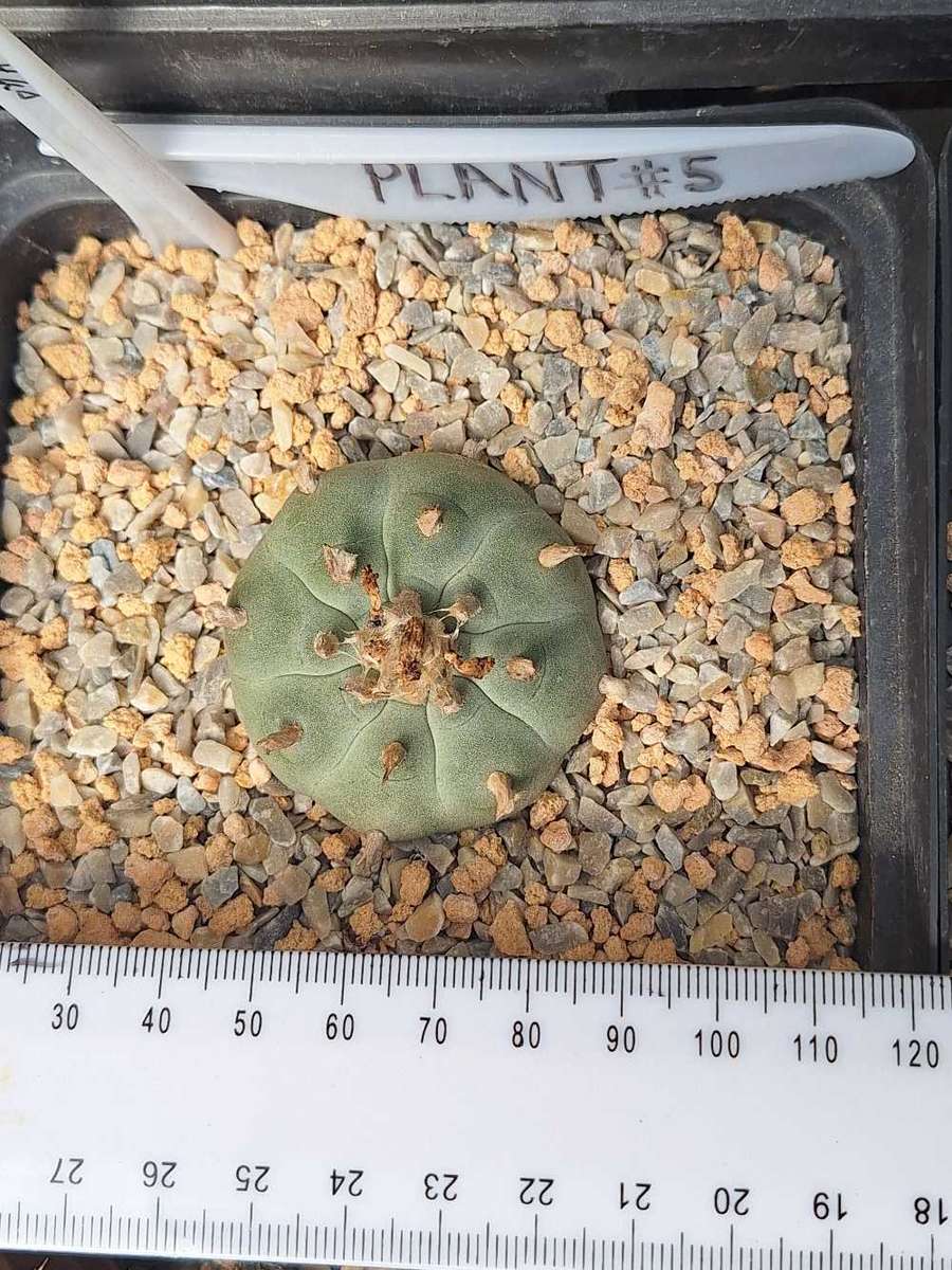 Cacti Lophophora williamsii Plant #5  (Peyote Cactus)