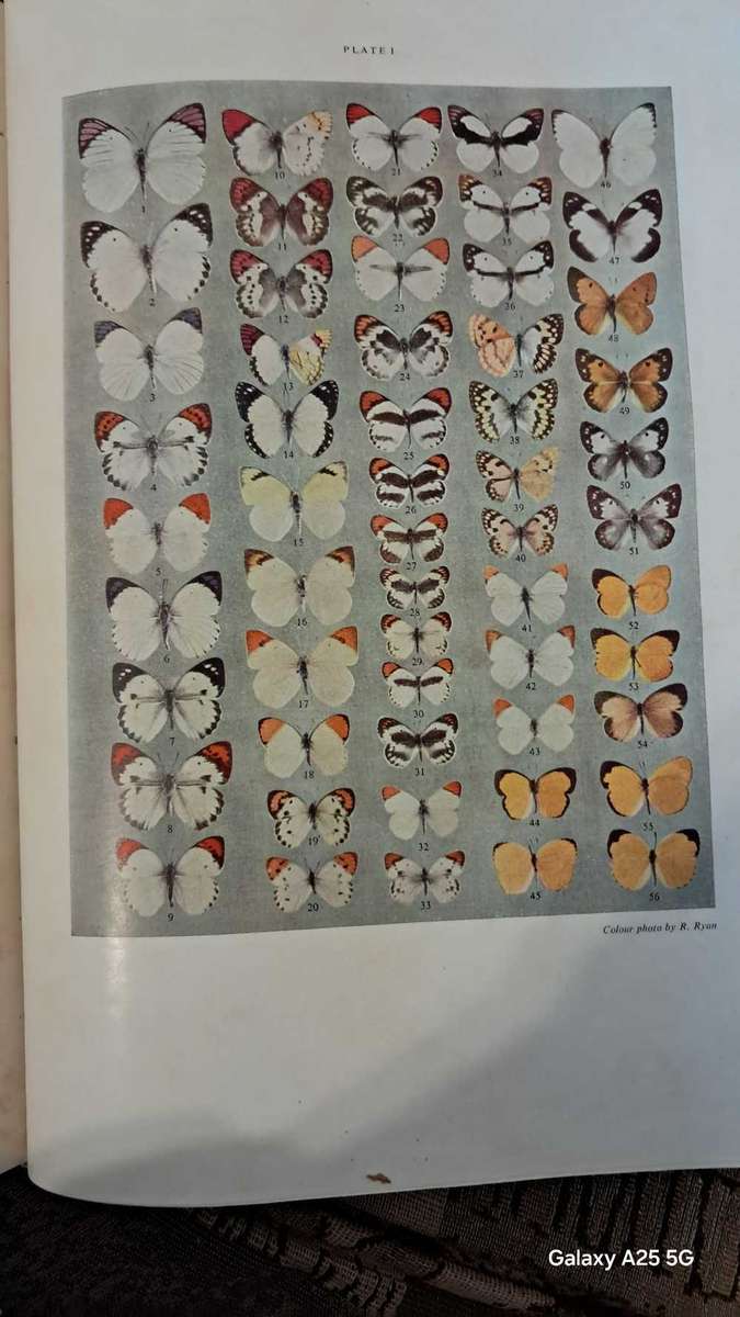 Butterflies of South Africa