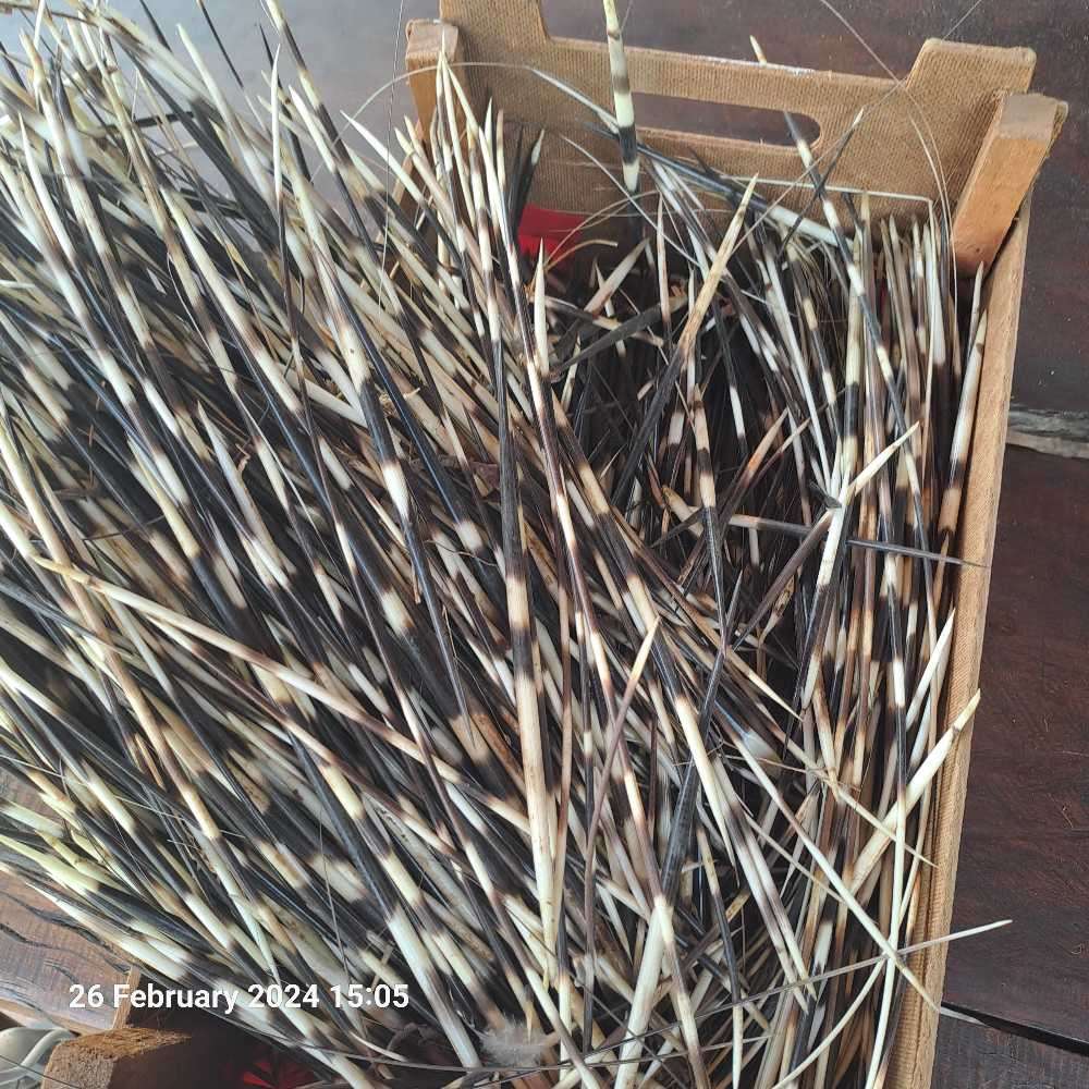 Porcupine quills