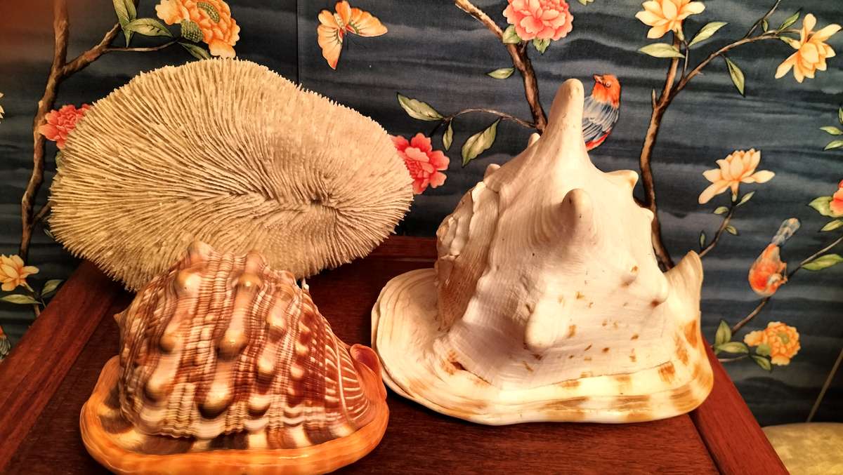 Set of 3 Coral, Large Helmut Shell & Conch Shell