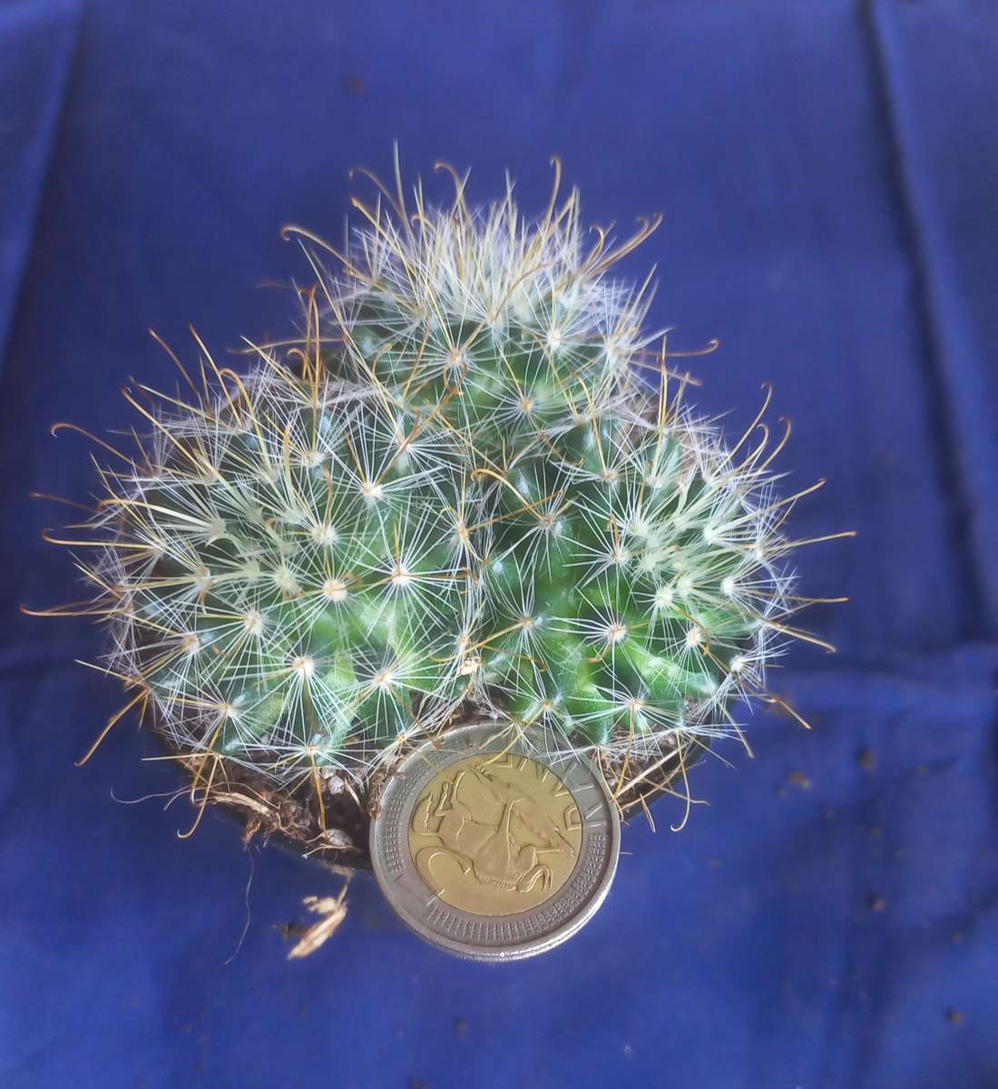 Cactus