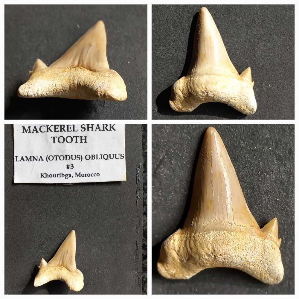 Lot of  Shark Teeth Fossils