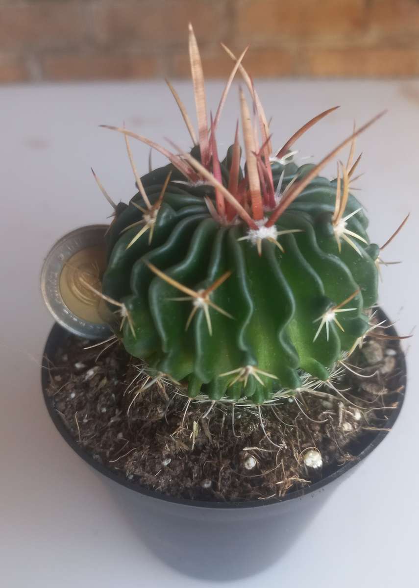 Cactus