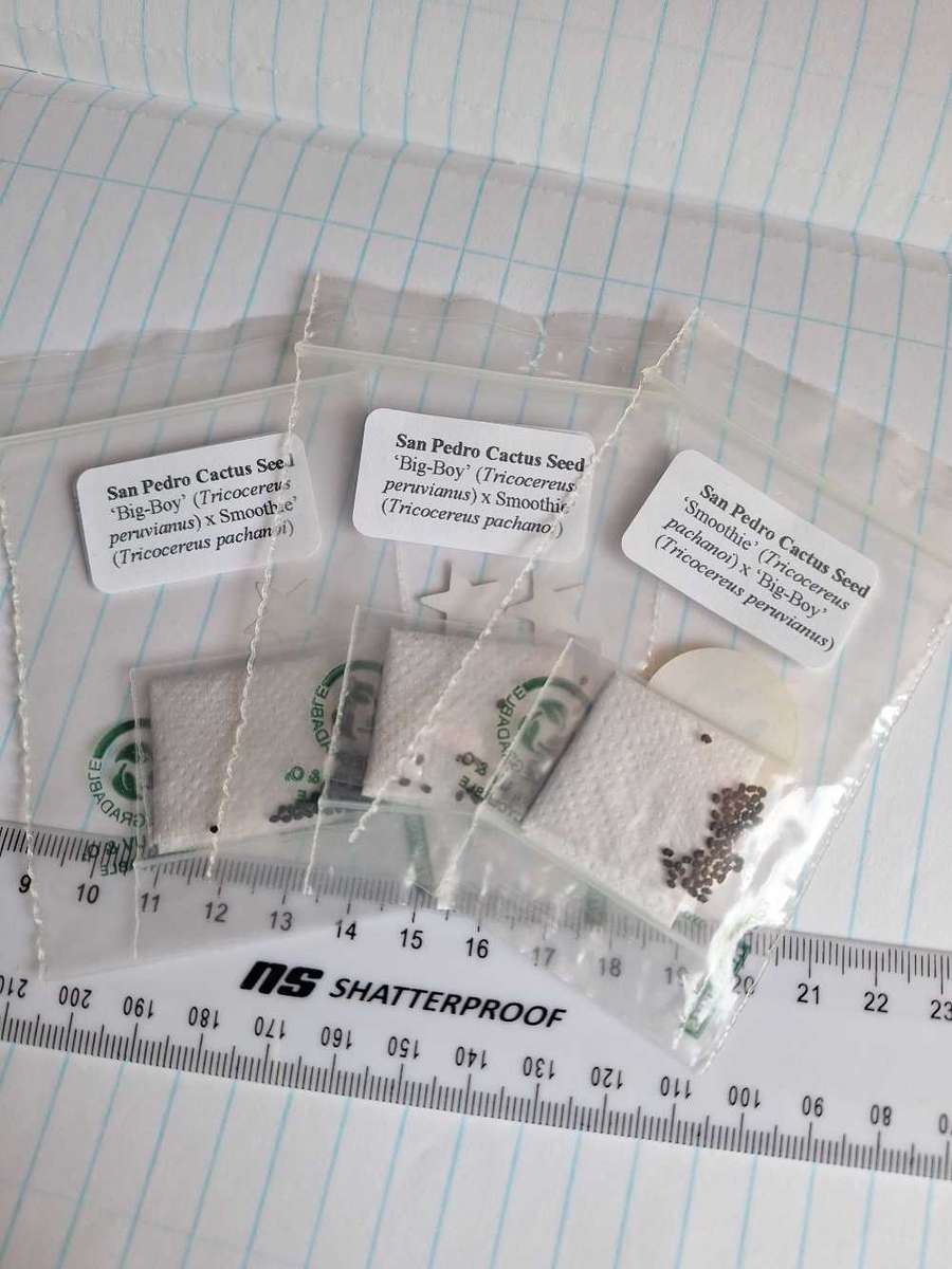 Tricocereus Cactus Seed (Tricocereus peruvianus) x (Tricocereus pachanoi) x3 COMBO DEAL!