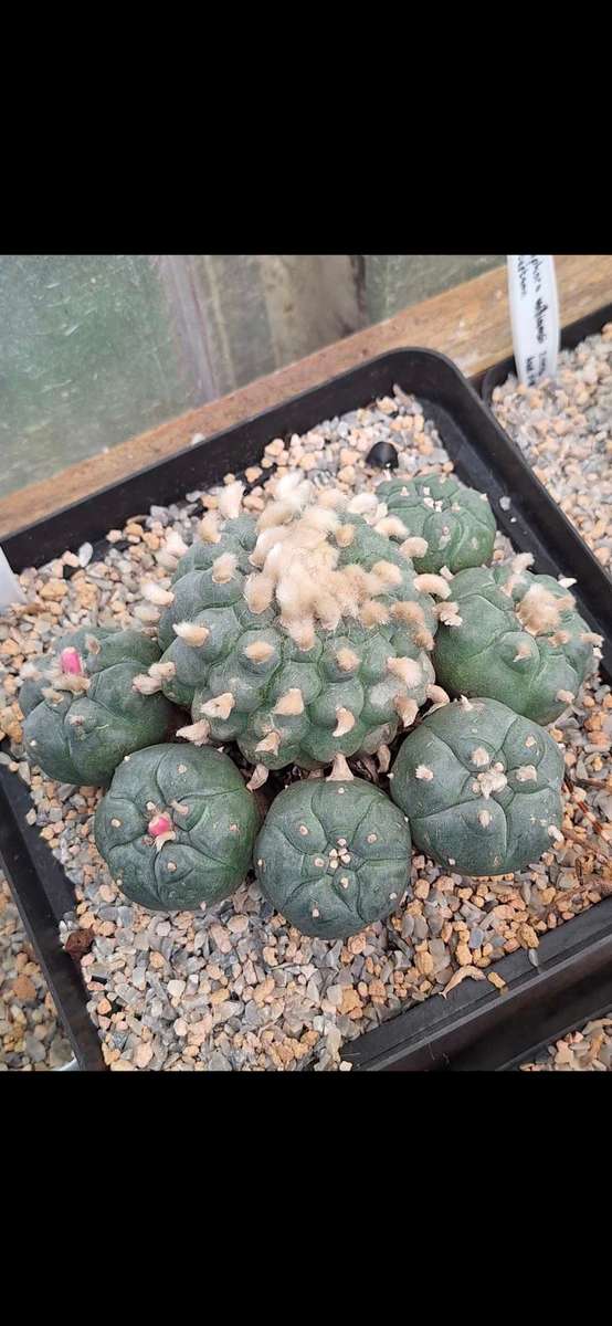 Lophophora williamsii (Peyote Cactus) (10x Seed Pack) x5 Combo