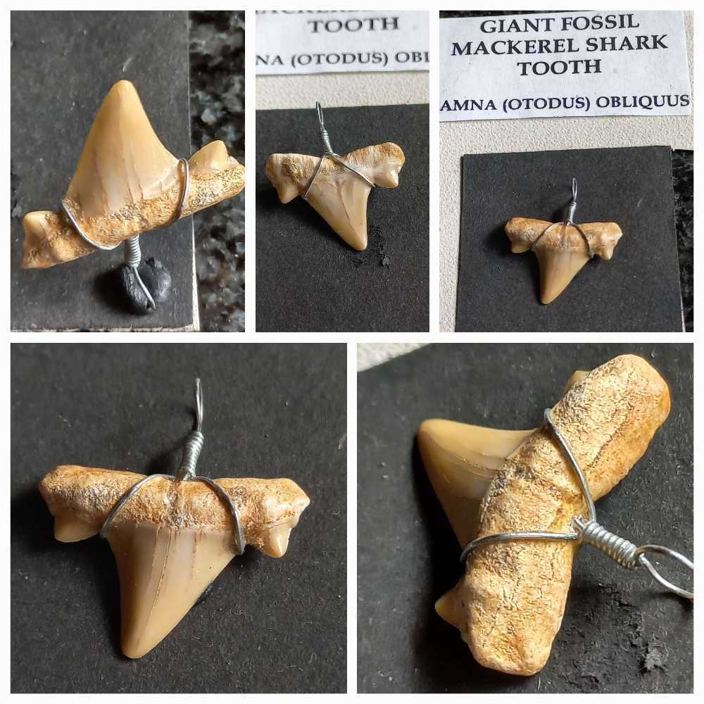 Lot of  Shark Teeth Fossils