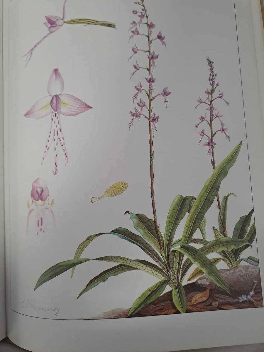 ORCHIDS OF AFRICA. By J Stewart & E Hennessy