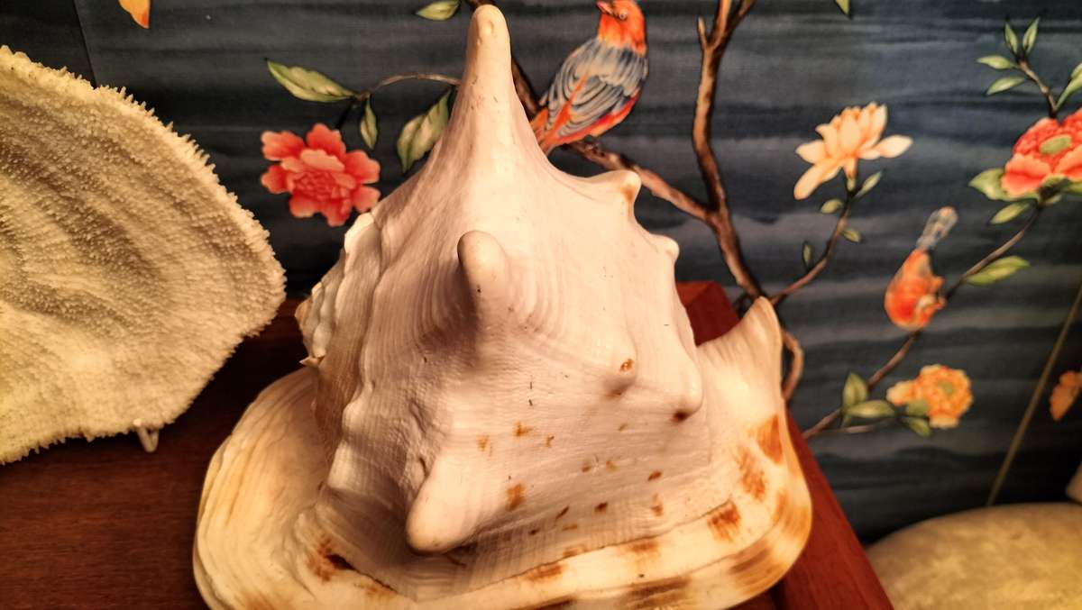 Set of 3 Coral, Large Helmut Shell & Conch Shell