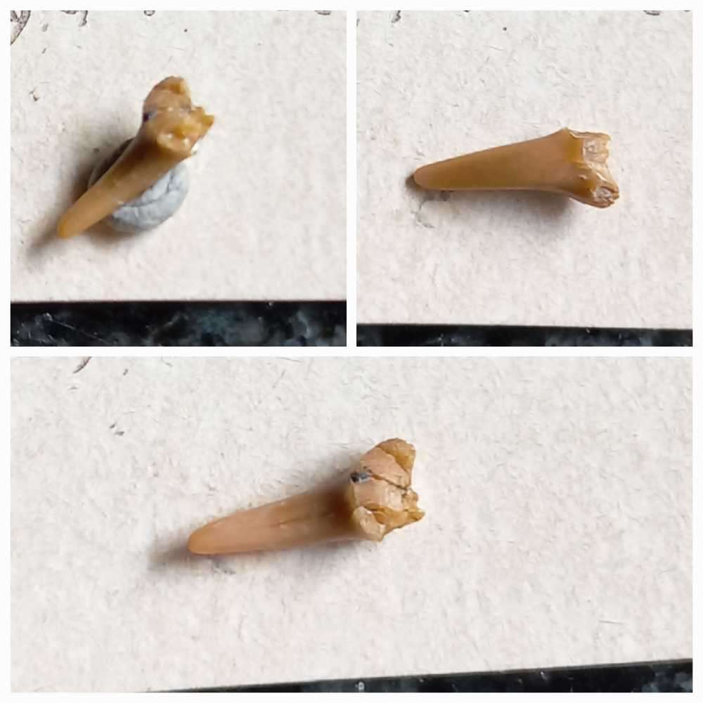 Lot of  Shark Teeth Fossils