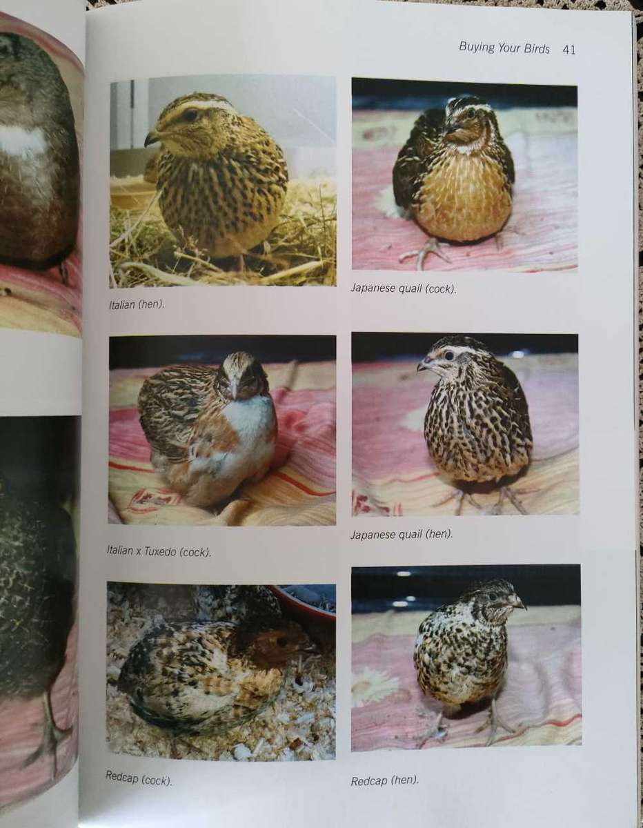 Practical Quailkeeping