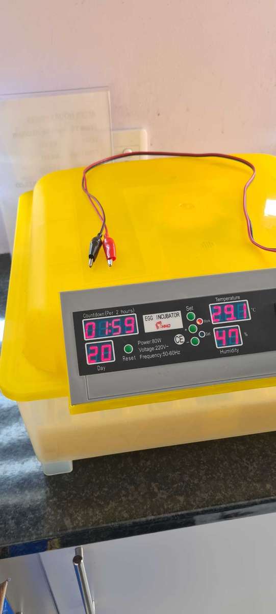 56 Egg Incubator + 12 Volt (Poultry business)