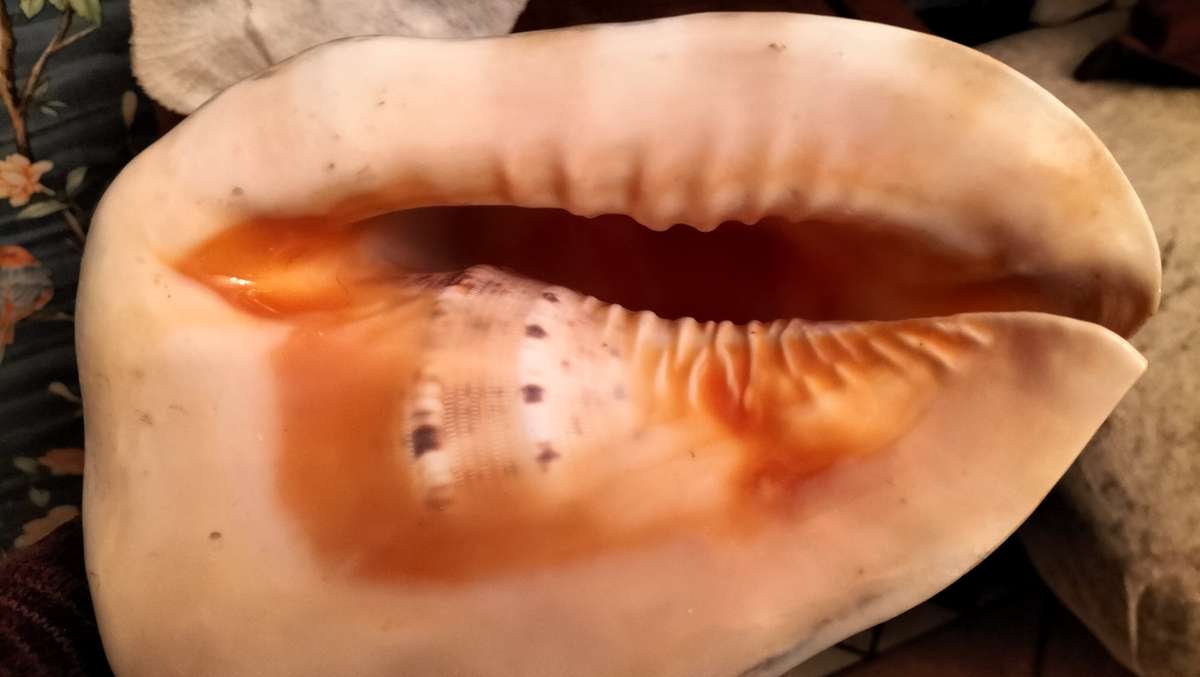 Set of 3 Coral, Large Helmut Shell & Conch Shell