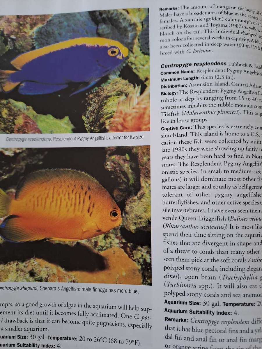 ANGELFISHES &BUTTERFLYFISHES .  By Scott Michael