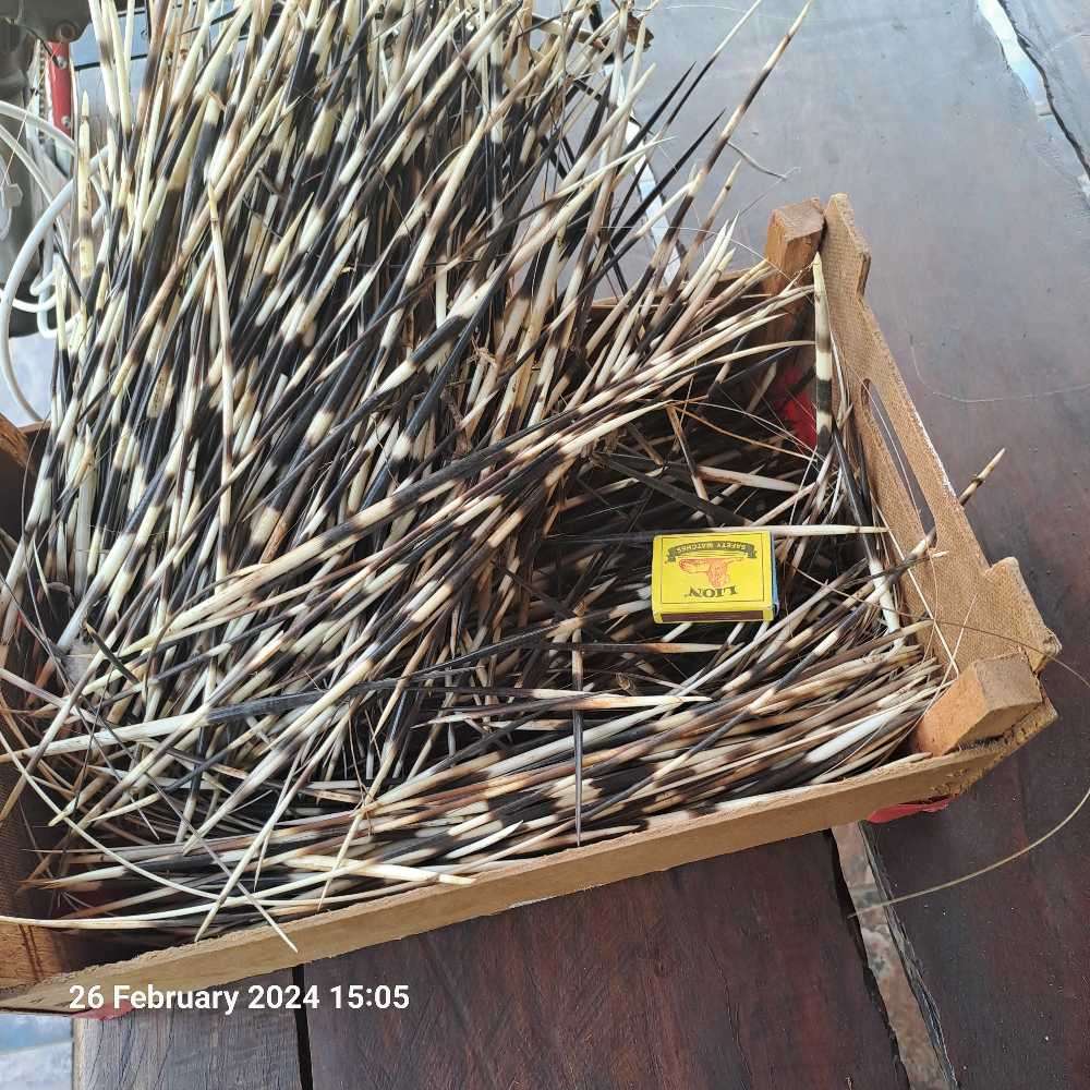 Porcupine quills