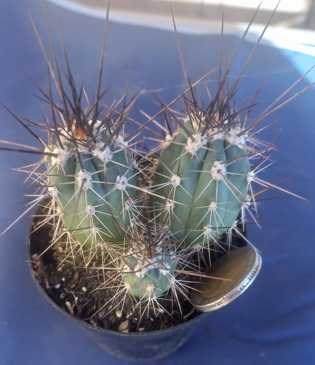 Cactus