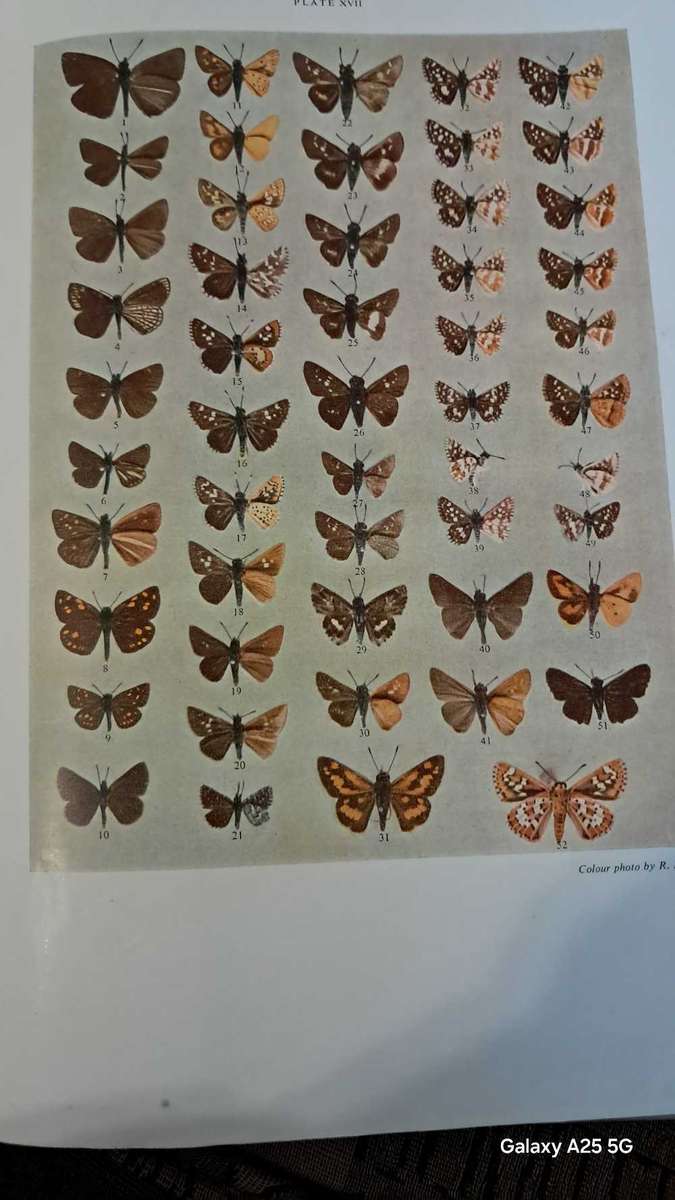 Butterflies of South Africa