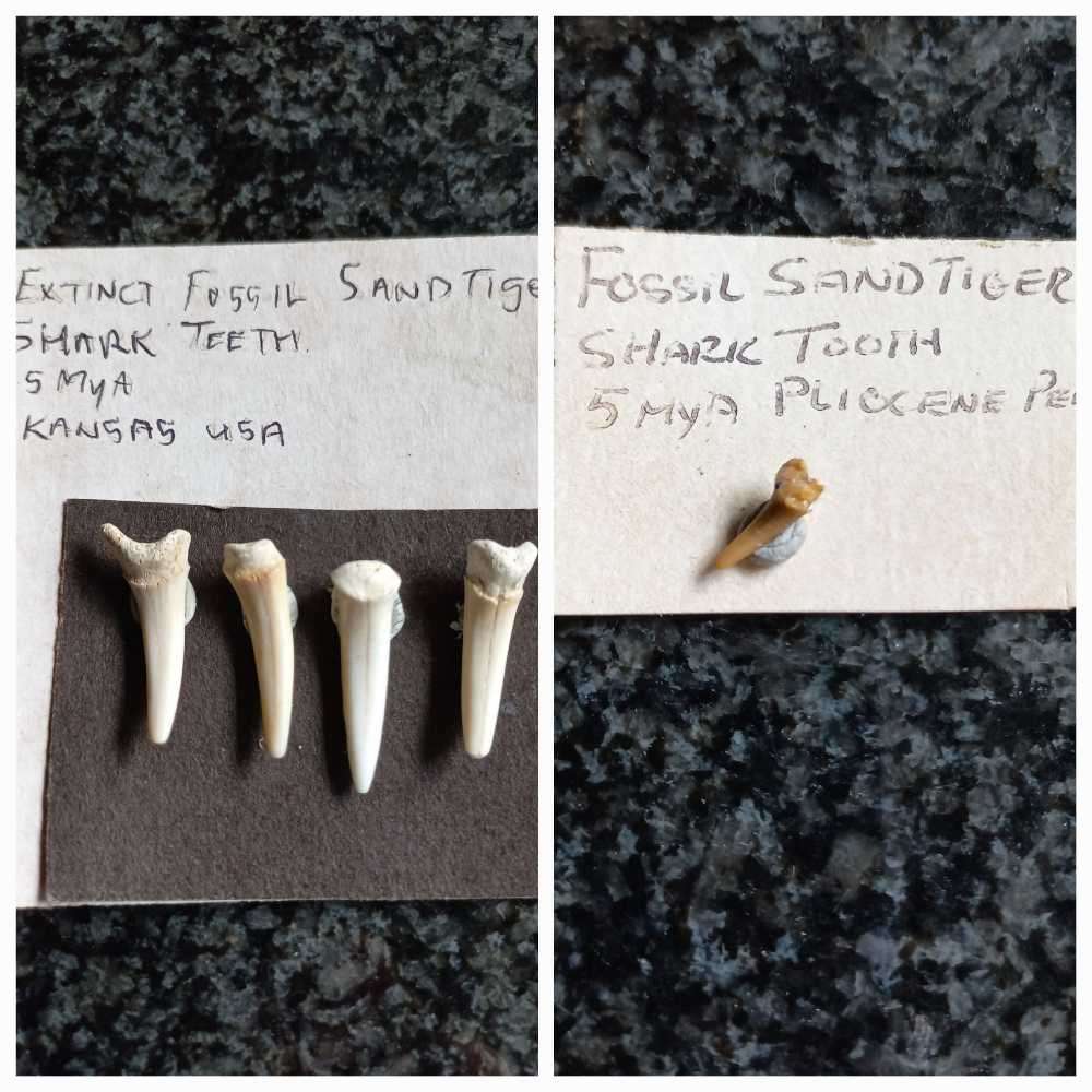 Lot of  Shark Teeth Fossils