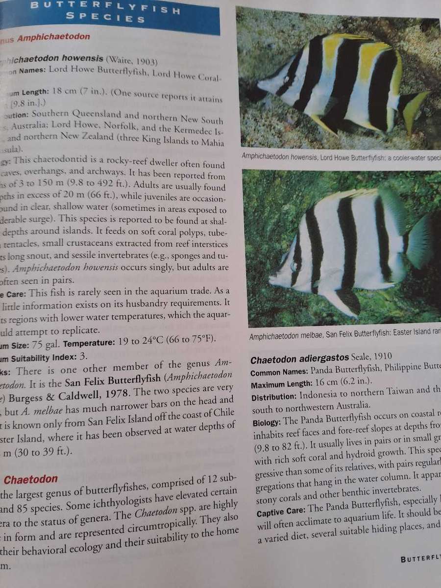 ANGELFISHES &BUTTERFLYFISHES .  By Scott Michael