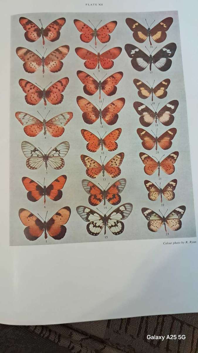 Butterflies of South Africa