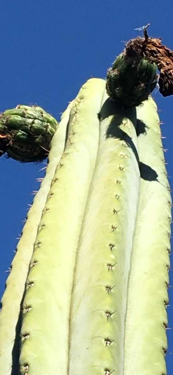 Tricocereus Cactus Seed (Tricocereus peruvianus) x (Tricocereus pachanoi) x3 COMBO DEAL!