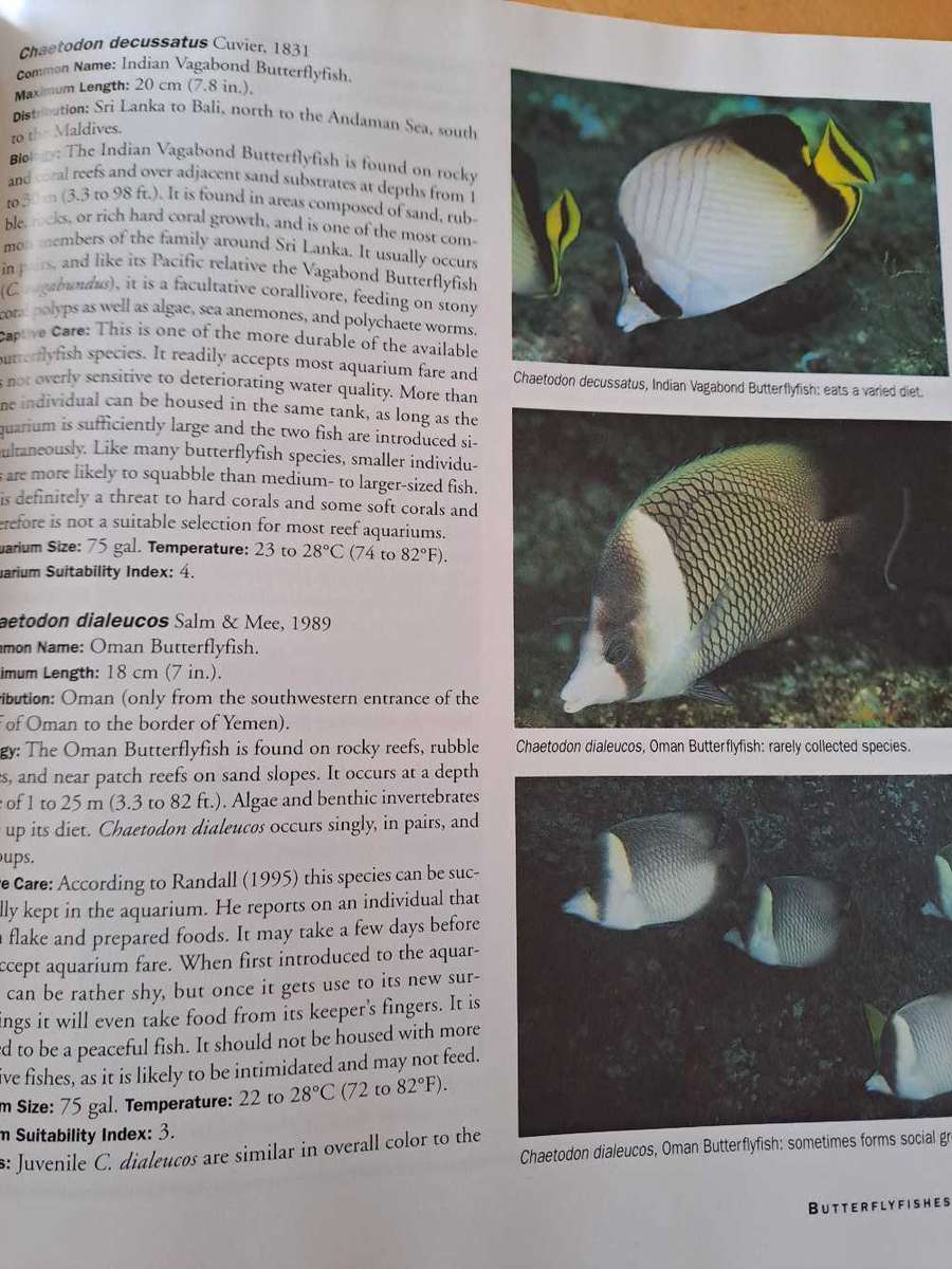 ANGELFISHES &BUTTERFLYFISHES .  By Scott Michael