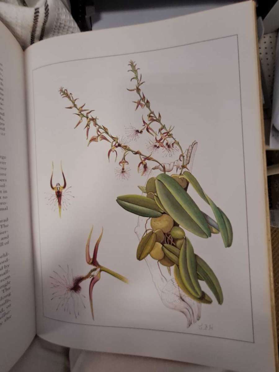 ORCHIDS OF AFRICA. By J Stewart & E Hennessy