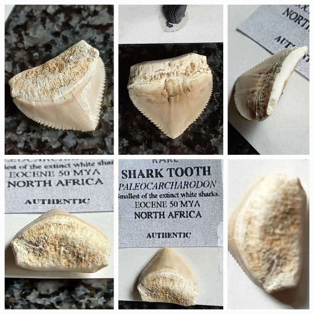 Lot of  Shark Teeth Fossils