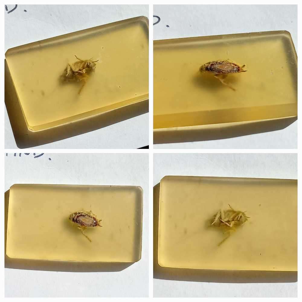 Tektite meteorite, Volcanic stones/beads, Fossils, Indian arrow point